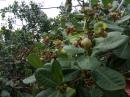Cashew nut trees
